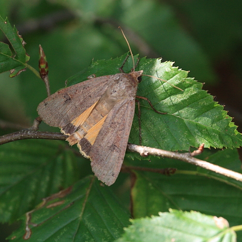 Noctua pronuba (Large Yellow Underwing).JPG